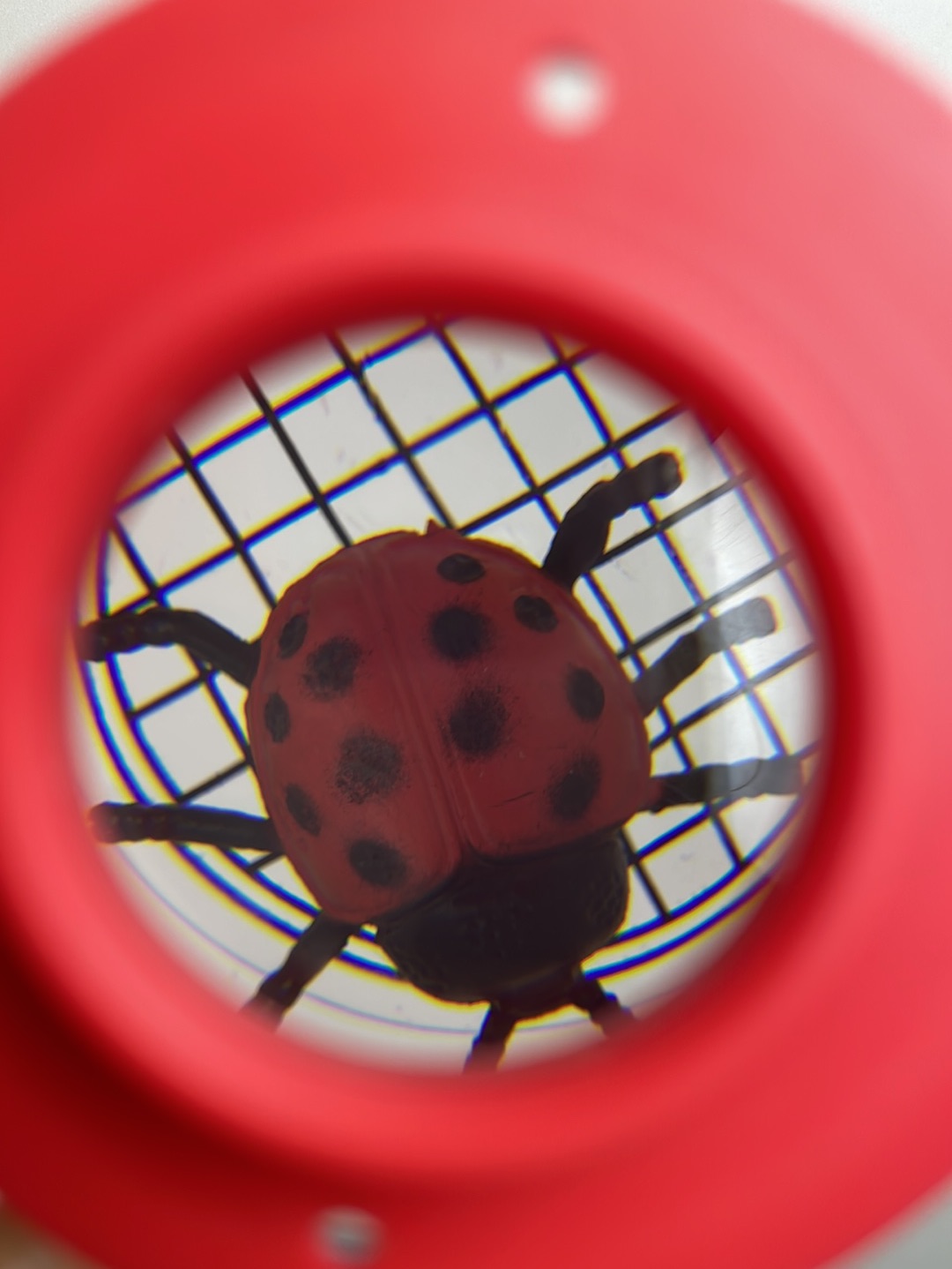 Insektenbetrachter • Wonders of Nature